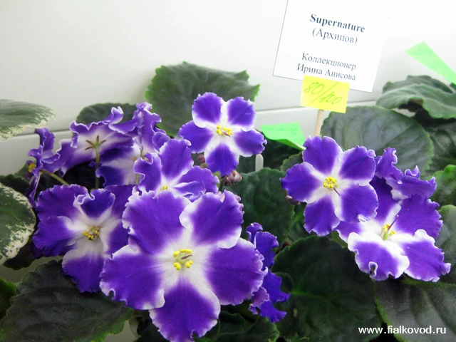 Supernature