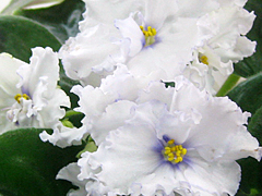 photo_nor for ЕК-Белый Мустанг