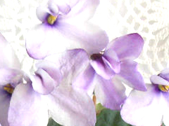 photo_nor for JC's Friendship