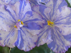 photo_nor for ЛЕ-Японский Зонтик