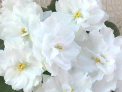 photo_nor for ЛиК-Белая Колыбель