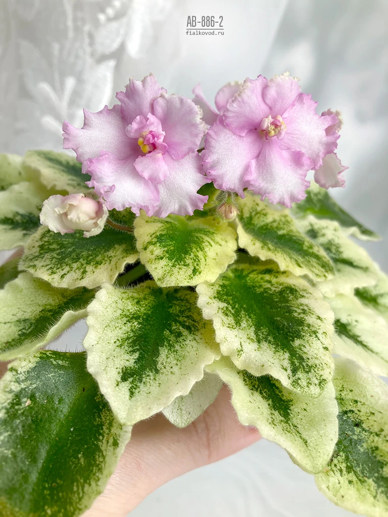 АВ-886-2, сеянец