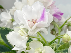 photo_nor for С-Чайка (21-079)