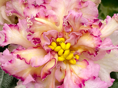 photo_nor for С-Лепестки Огня (23-97)