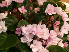 photo_nor for Champagne Pink