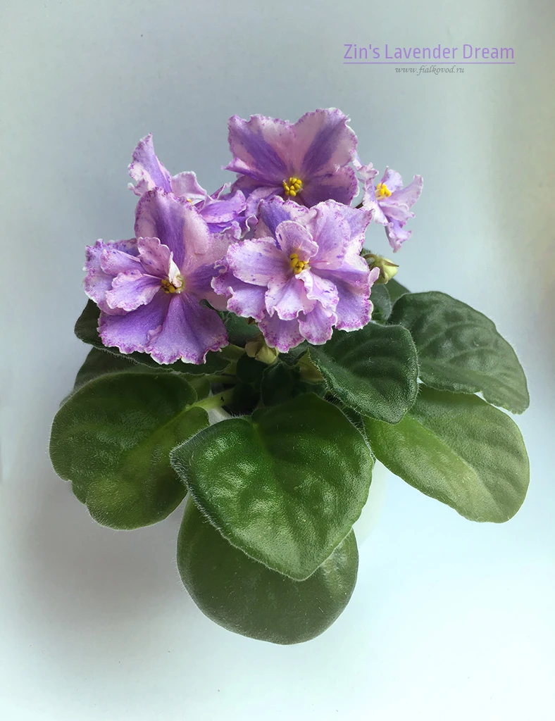 Zin's Lavender Dream