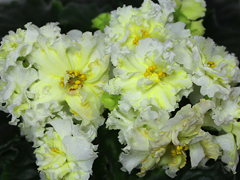 photo_nor for АВ-Канарейка (752-17)