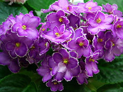 photo_nor for ЛЕ-Стайка Бабочек