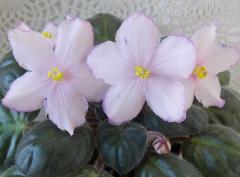 photo_nor for РС-Либретто