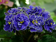 photo_nor for Lyon's Little Sweetheart