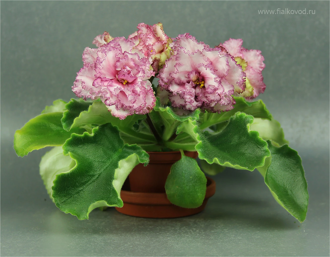 АВ-787-47, сеянец