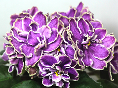 photo_nor for АВ-Русский Стиль (762-15)