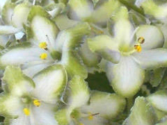 photo_nor for Ko's Green Dragonfly