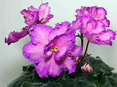 photo_nor for ЛЕ-Акапулько