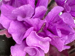 photo_nor for С-Лавандовый Вихрь (23-88)