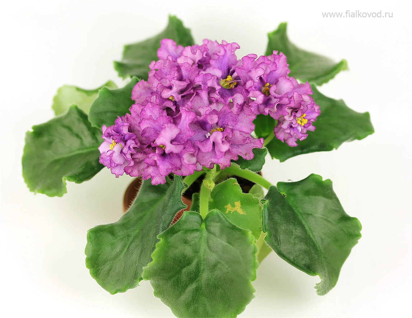 АВ-795-80, сеянец