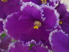 photo_nor for Dn-Юная Француженка