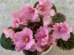 photo_nor for OS-Колокольчики для Тани 