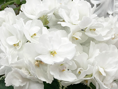 photo_nor for АВ-Свадебное Платье (867-10)