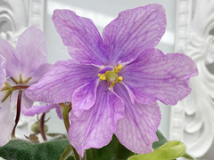 photo_nor for АВ-Крылышко Стрекозы (855-334)