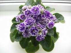 photo_nor for РС-Сливовый Коктейль тёмный