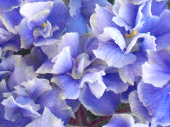 photo_nor for Shirl's Ruffled Petticoat