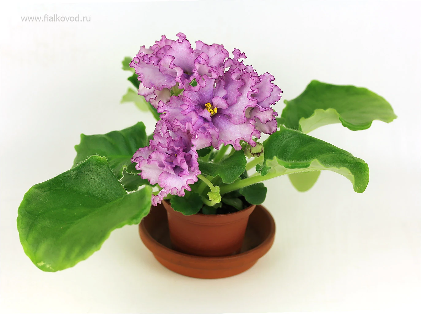 АВ-795-94, сеянец