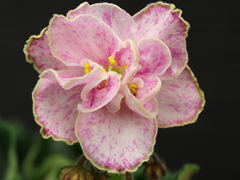 photo_nor for АВ-Эльф (850-93)