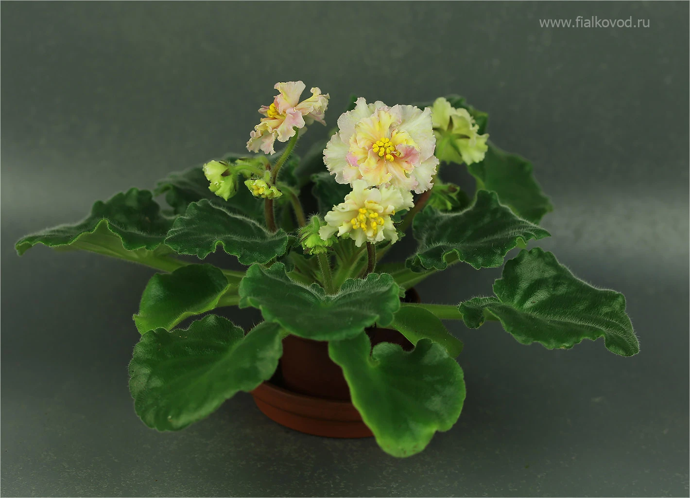 АВ-799-12, сеянец