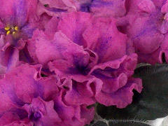 photo_nor for Shanson химера