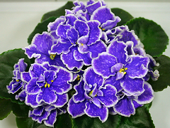 photo_nor for Perfect Harmony