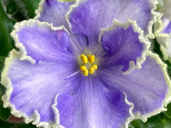 photo_nor for С-В Плену Иллюзий (23-45)