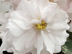 photo_nor for С-Февраль (22-50)