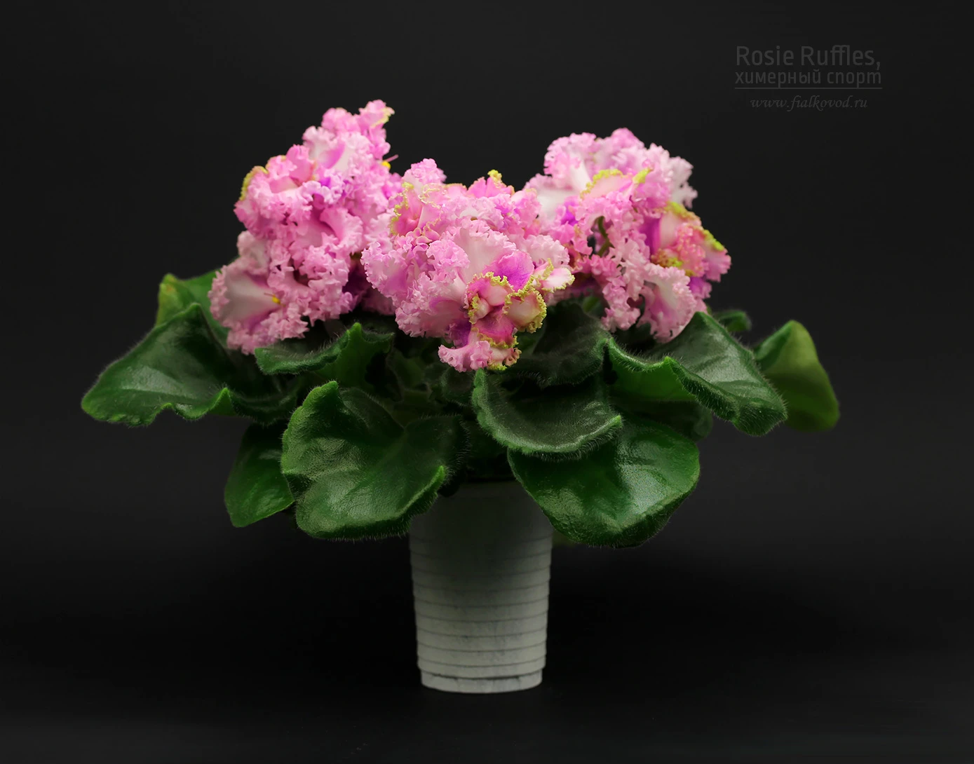 Rosie Ruffles, химерный спорт
