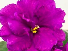 photo_nor for НК-Растущая Луна