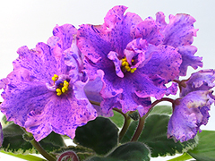 photo_nor for АВ-Восточные Сладости (767-38)