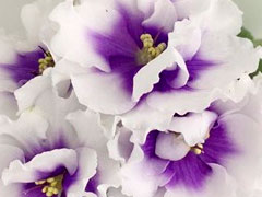 photo_nor for ПТ-Лариса
