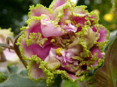 photo_nor for ЛЕ-Сестра Королевы
