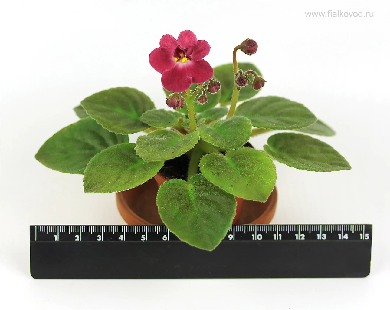 АВ-803-48, сеянец