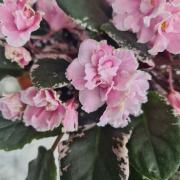 photo_nor for ВаТ-Аромат Розы