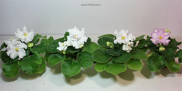 сеянцы