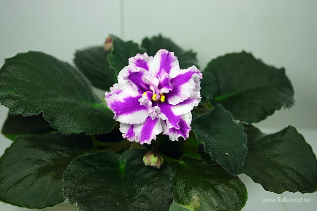 Suncoast Peppermint Kathy