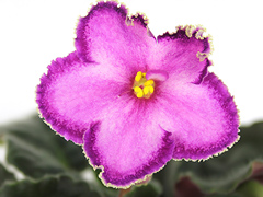 photo_nor for Крымская Весна