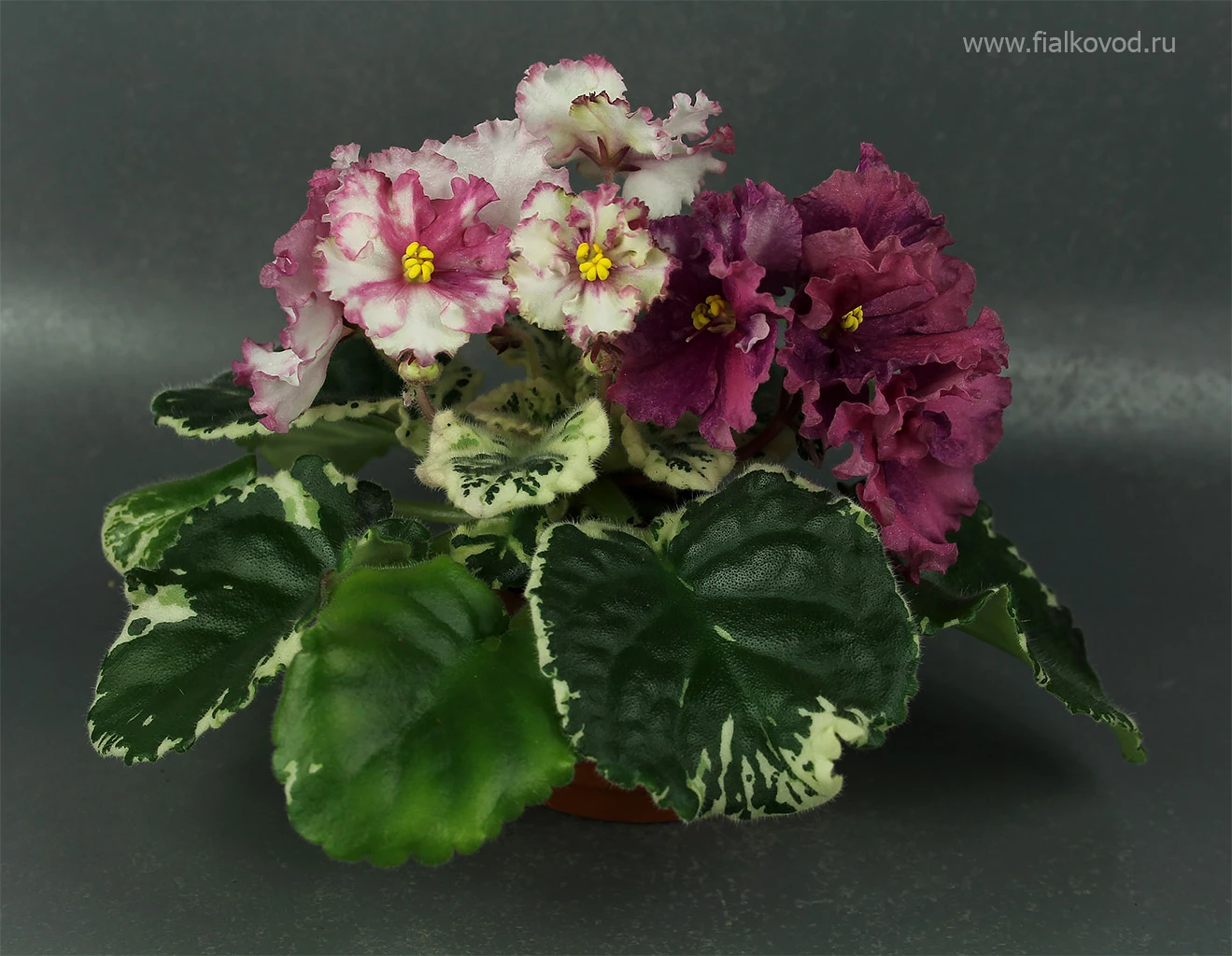 АВ-764-55, сеянец