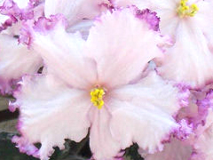 photo_nor for РС-Фрейлина 