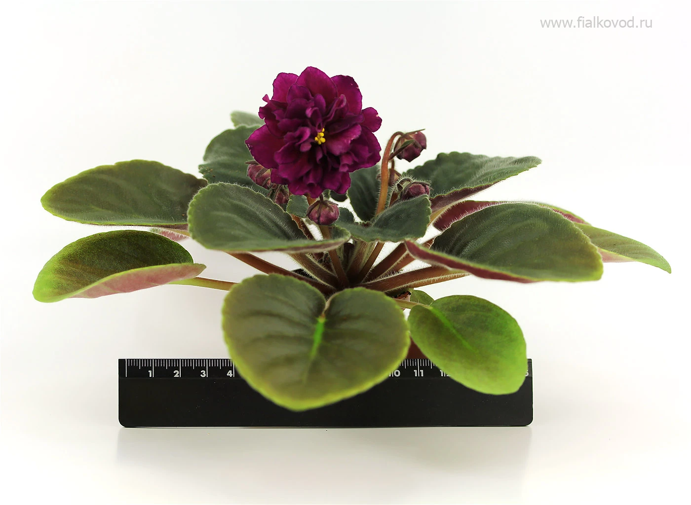 АВ-837-46, сеянец