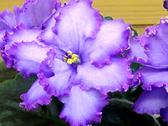 photo_nor for Синяя Птица