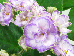 photo_nor for ЕК-Экзотика