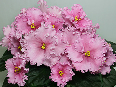 photo_nor for ЛЕ-Персиковое сияние