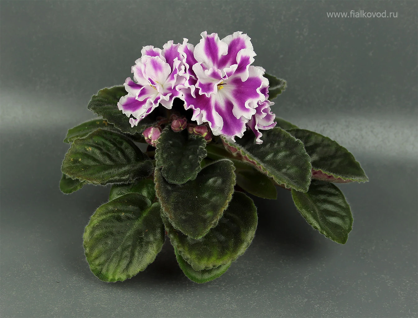 АВ-Фурор (771-180)